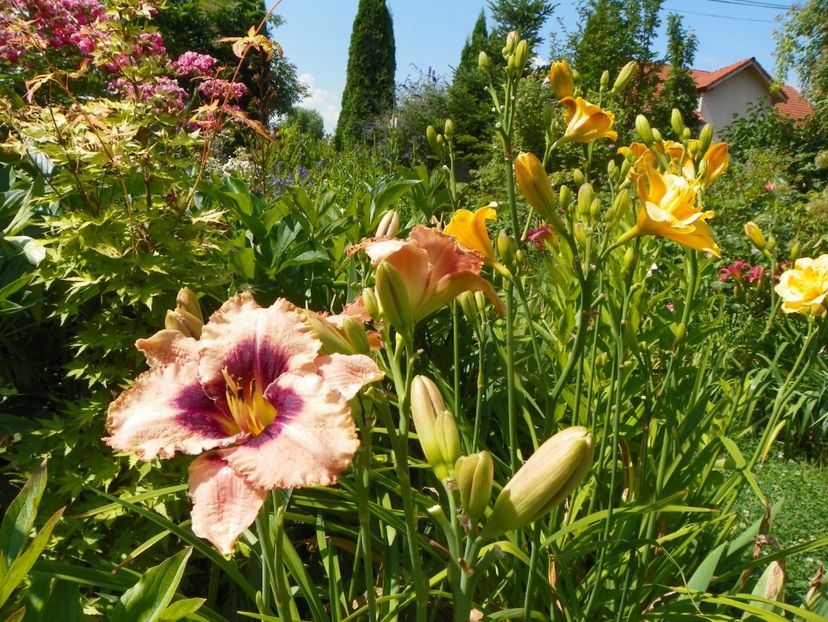 4 iul (103) - Hemerocallis 2019