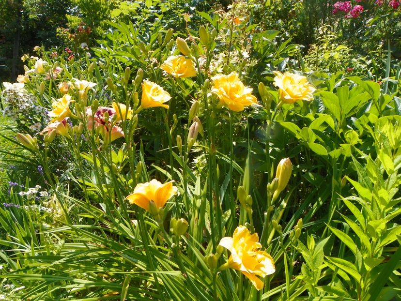 4 iul (104) - Hemerocallis 2019