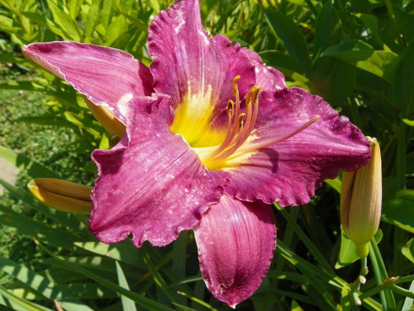 4 iul (105) - Hemerocallis 2019