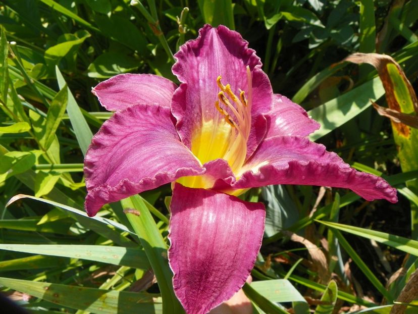 4 iul (106) - Hemerocallis 2019