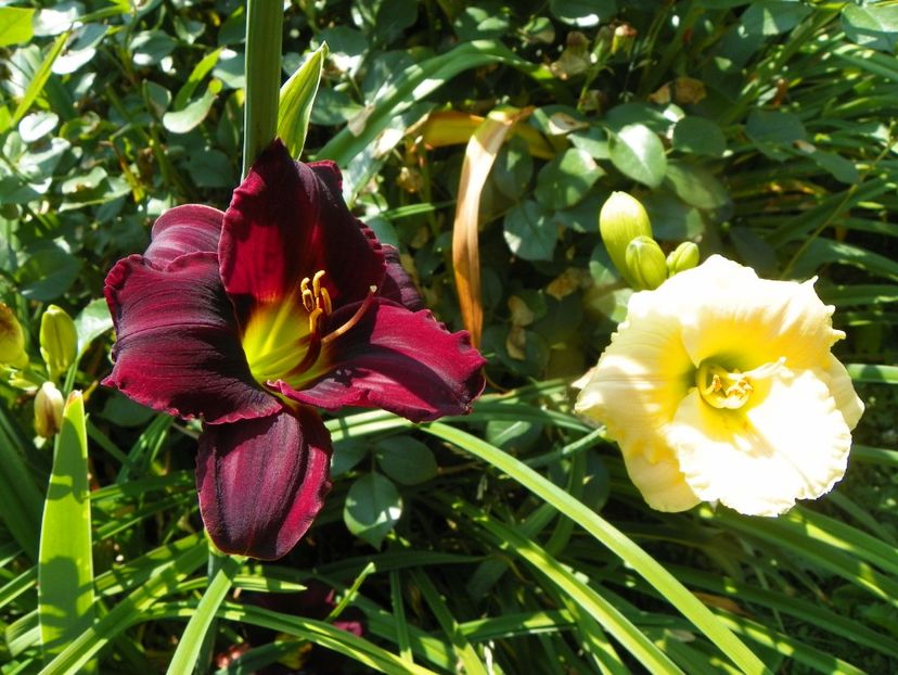 4 iul (107) - Hemerocallis 2019