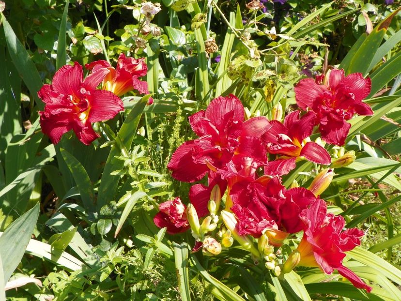 4 iul (108) - Hemerocallis 2019