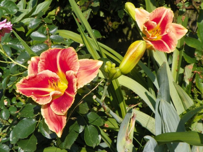 4 iul (109) - Hemerocallis 2019