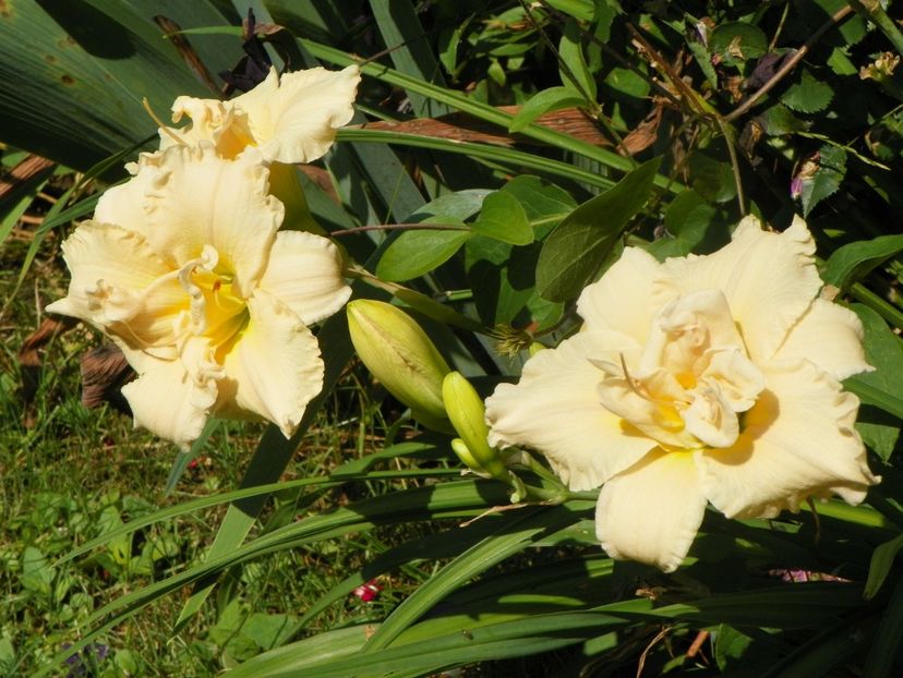 4 iul (110) - Hemerocallis 2019