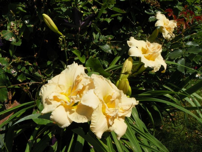 4 iul (111) - Hemerocallis 2019