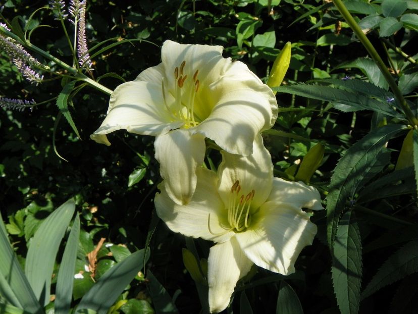 4 iul (112) - Hemerocallis 2019
