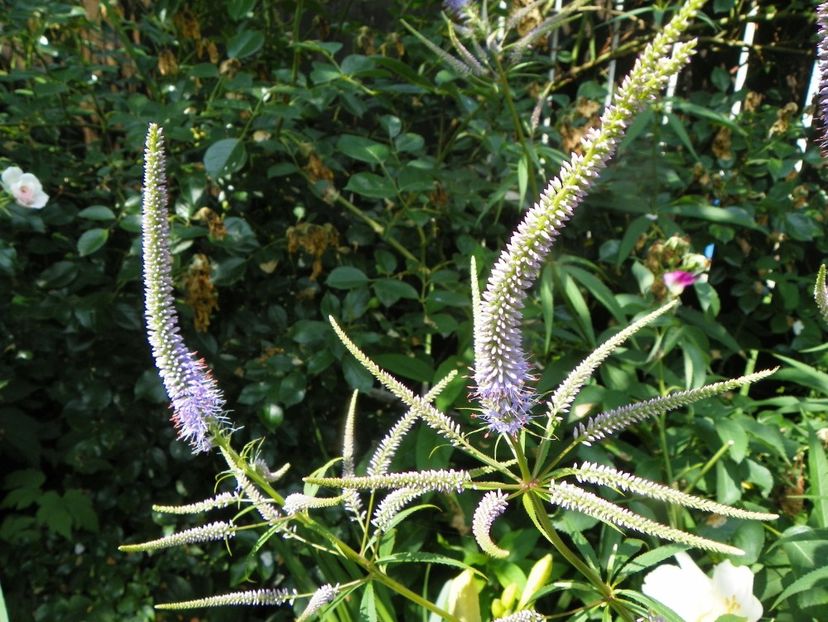 4 iul (40) - Vara 2019