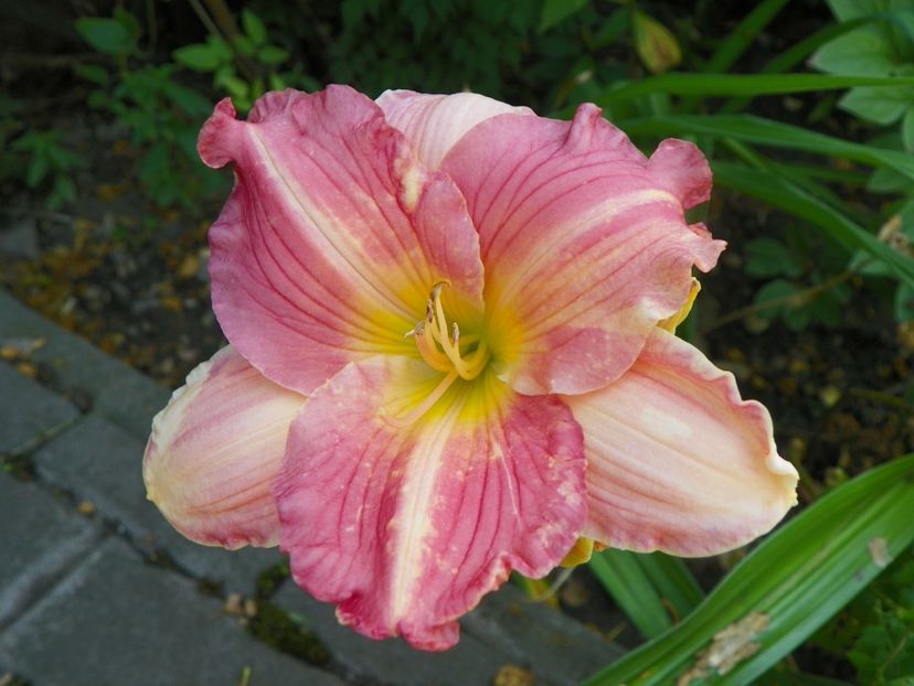 4 iul (123) - Hemerocallis 2019