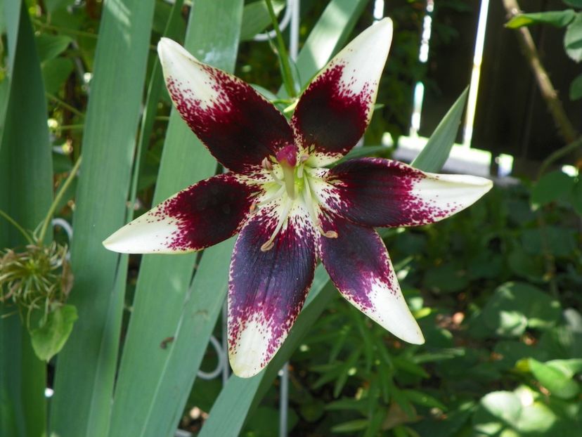 4 iul (51) - Vara 2019