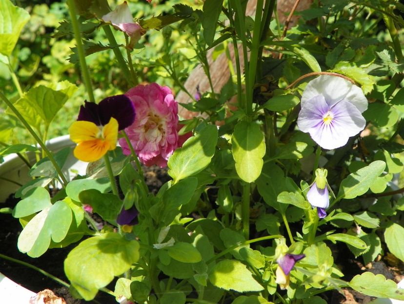 4 iul (52) - Vara 2019