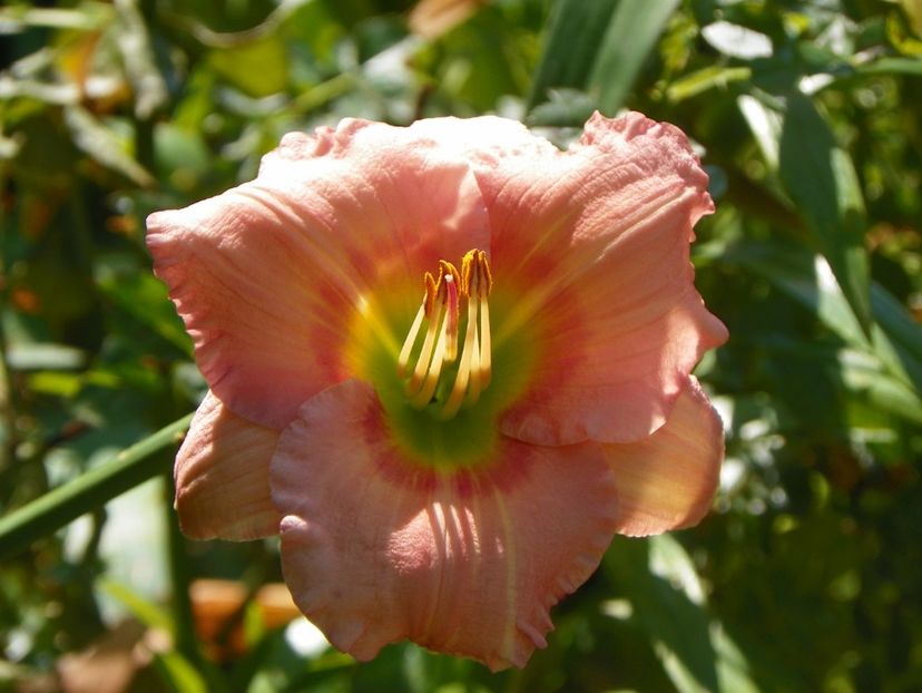 4 iul (124) - Hemerocallis 2019