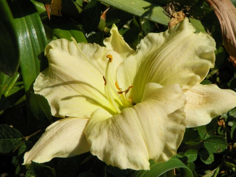 4 iul (125) - Hemerocallis 2019