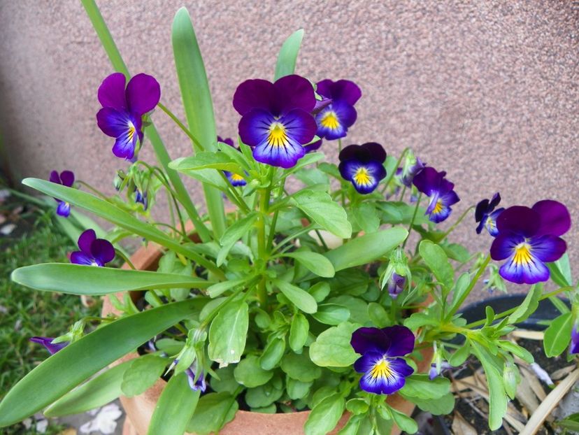 4 iul (56) - Vara 2019