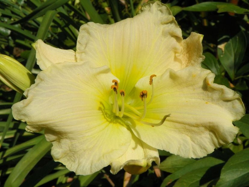 4 iul (126) - Hemerocallis 2019