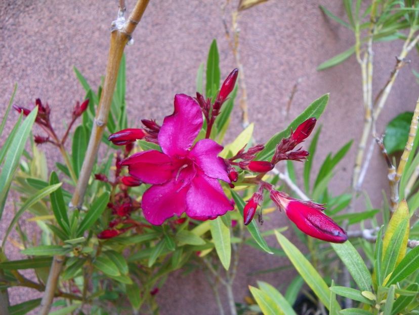 4 iul (58) - Vara 2019