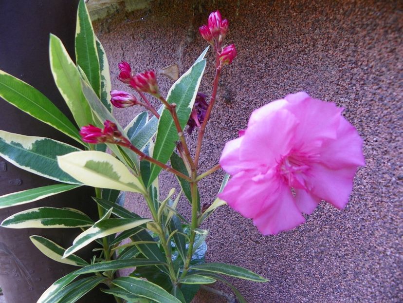 4 iul (59) - Vara 2019