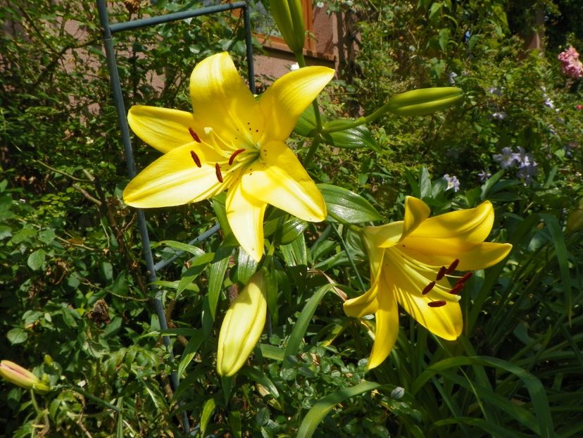 4 iul (63) - Vara 2019