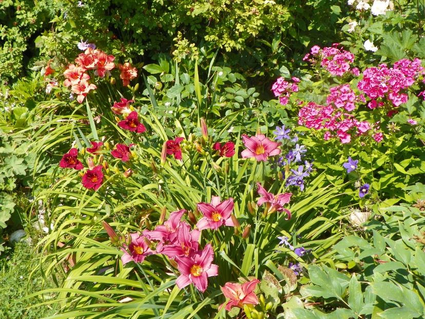 4 iul (71) - Vara 2019