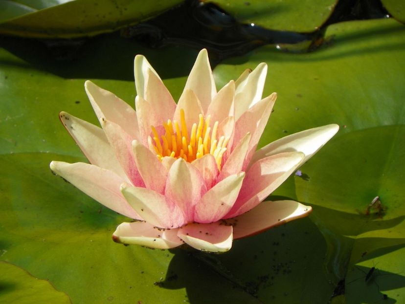 4 iul (74) - Vara 2019