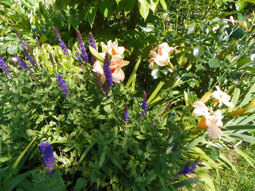 4 iul (89) - Vara 2019