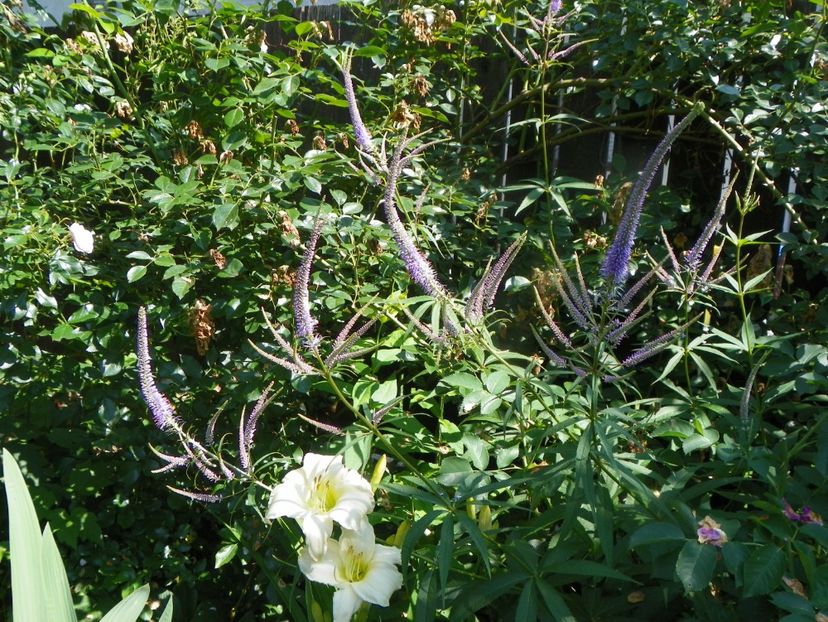 4 iul (113) - Vara 2019