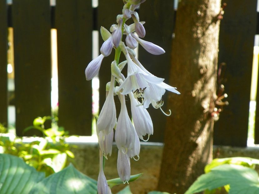 4 iul (116) - Vara 2019