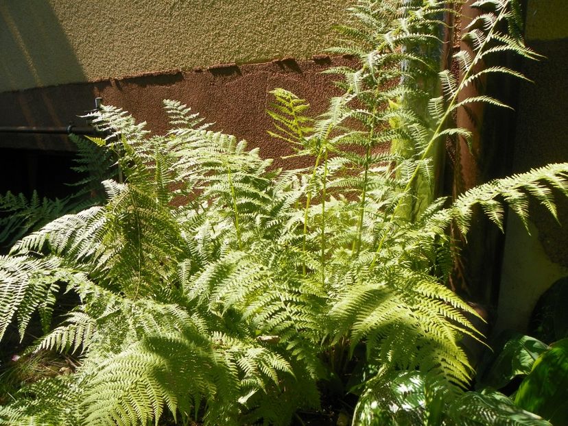 4 iul (118) - Vara 2019