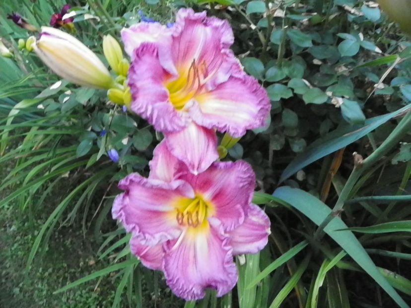 5 iul (204) - Hemerocallis 2019