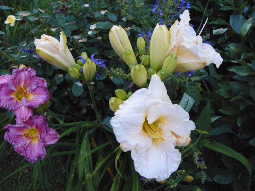 5 iul (205) - Hemerocallis 2019