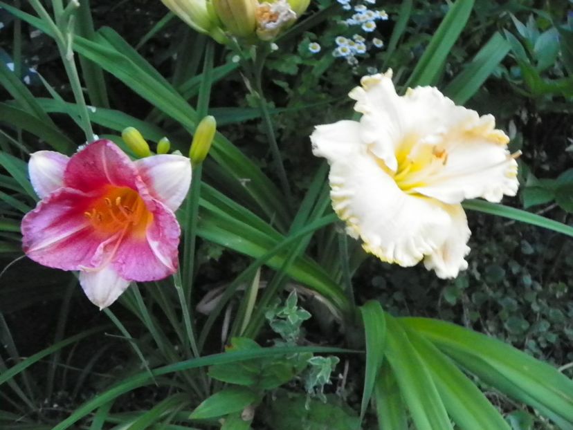5 iul (206) - Hemerocallis 2019