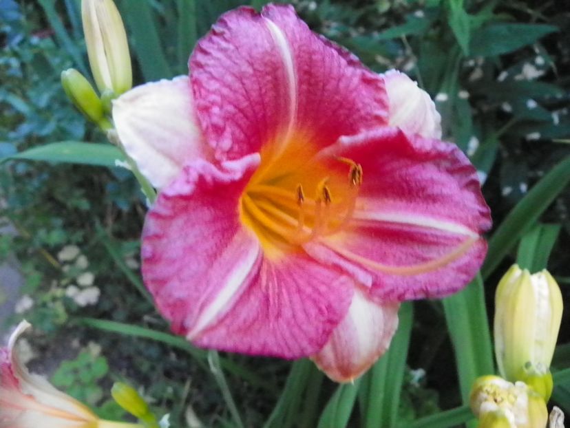 5 iul (207) - Hemerocallis 2019