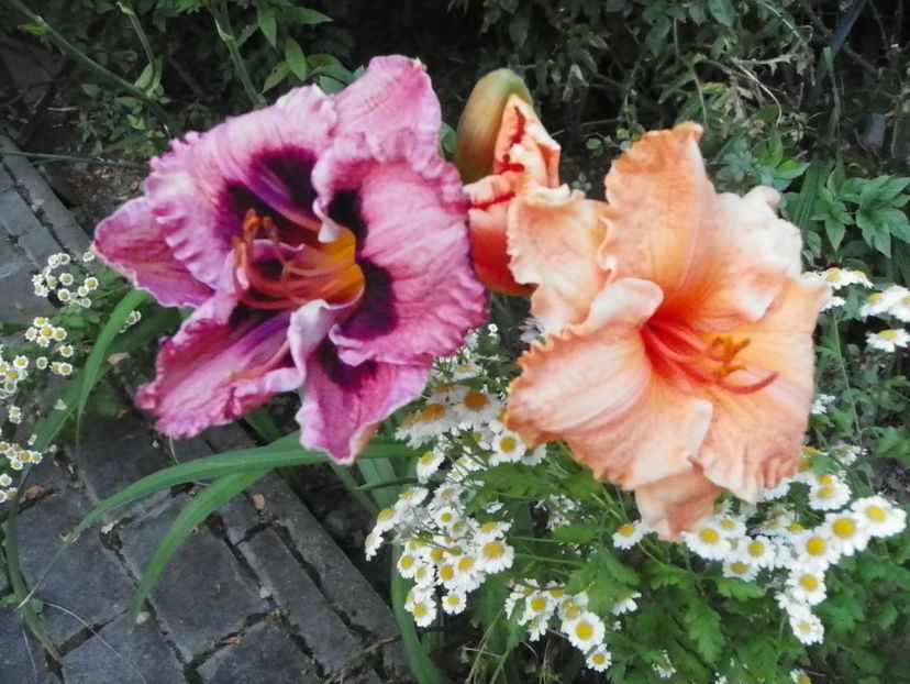 5 iul (208) - Hemerocallis 2019