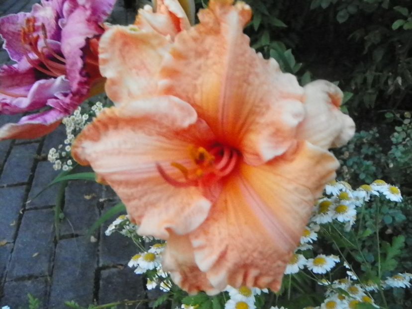 5 iul (209) - Hemerocallis 2019
