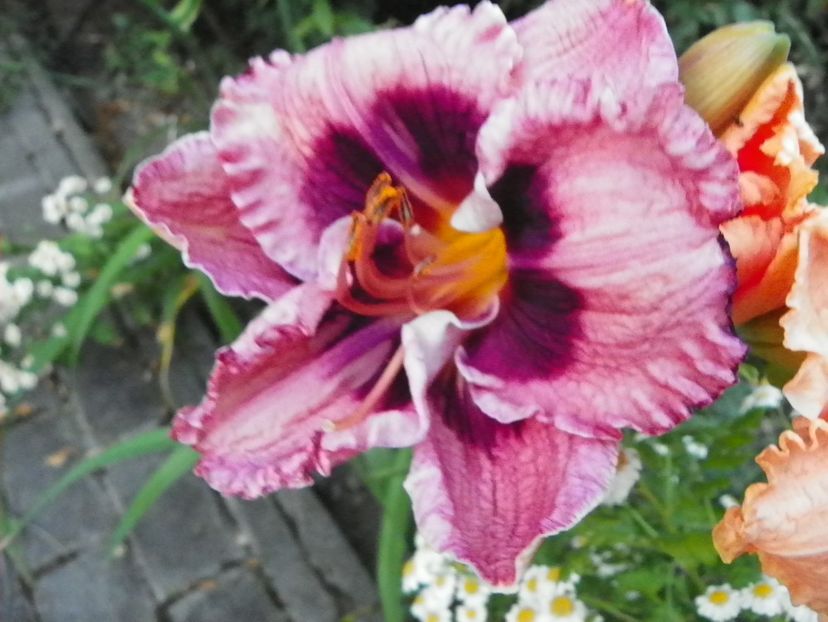 5 iul (210) - Hemerocallis 2019