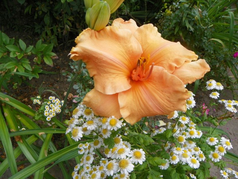 11 iul (7) - Hemerocallis 2019
