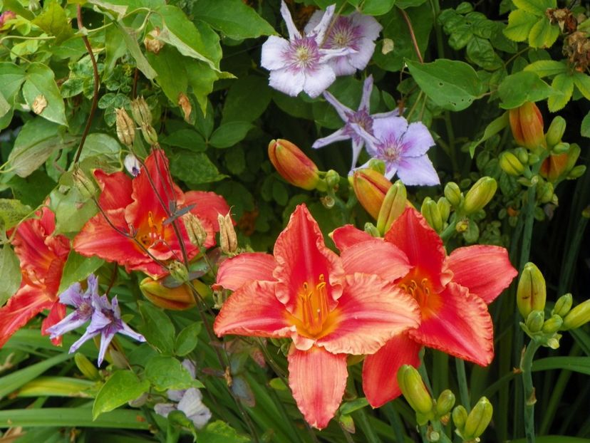 11 iul (11) - Hemerocallis 2019