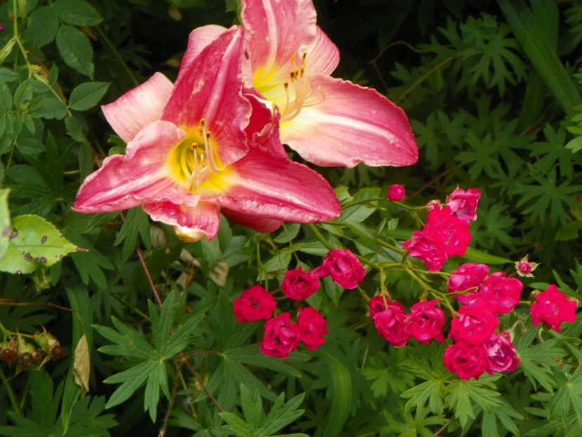 11 iul (16) - Hemerocallis 2019