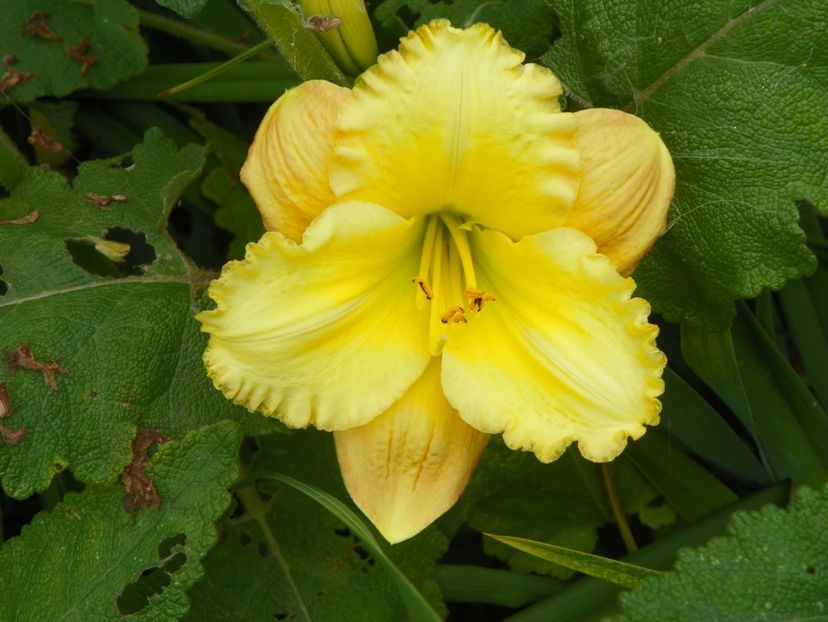 11 iul (19) - Hemerocallis 2019
