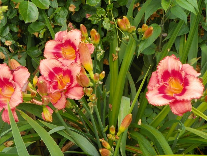 11 iul (20) - Hemerocallis 2019