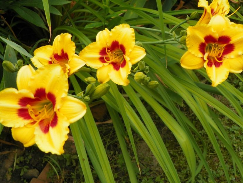 11 iul (21) - Hemerocallis 2019