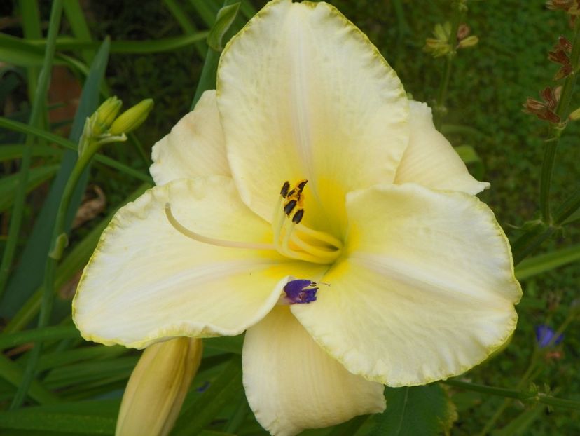 11 iul (22) - Hemerocallis 2019