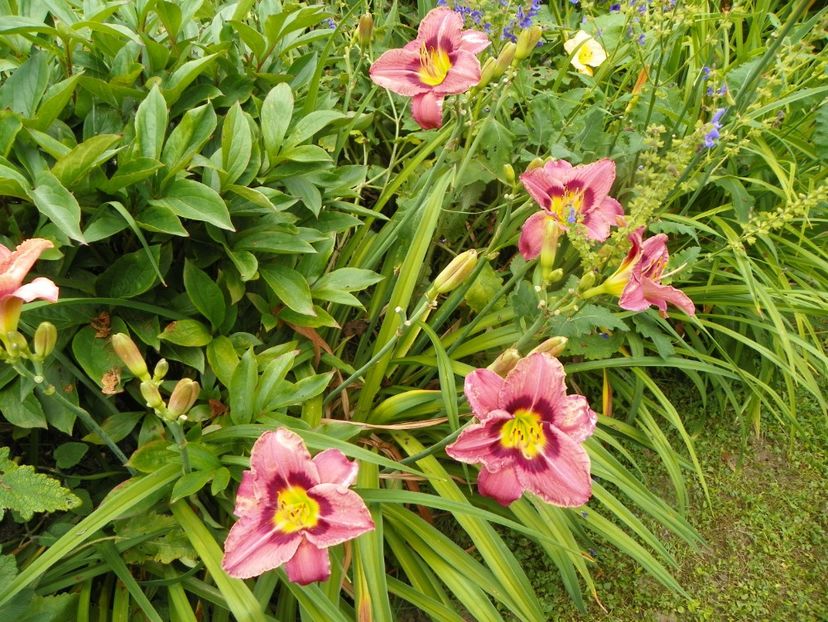 11 iul (23) - Hemerocallis 2019