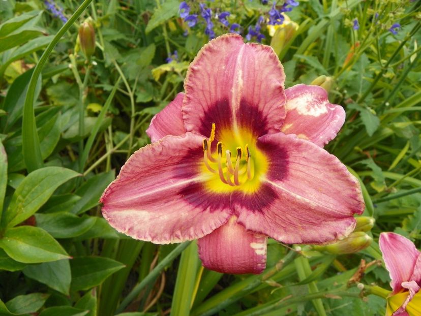 11 iul (24) - Hemerocallis 2019