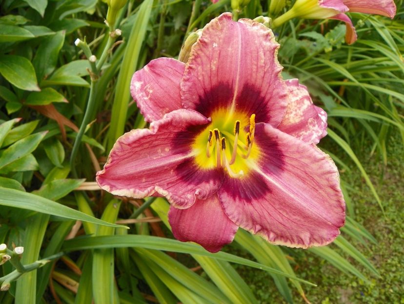 11 iul (25) - Hemerocallis 2019