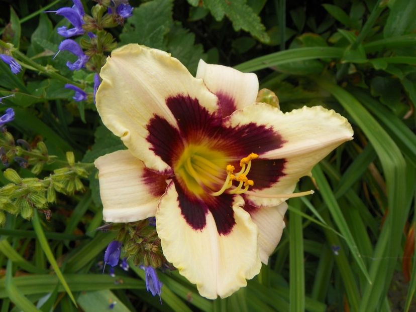 11 iul (26) - Hemerocallis 2019