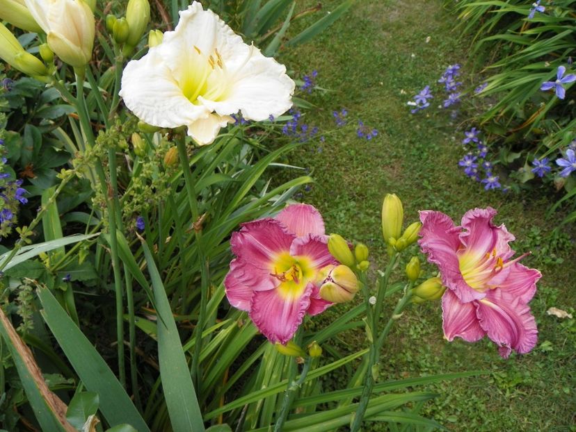 11 iul (27) - Hemerocallis 2019