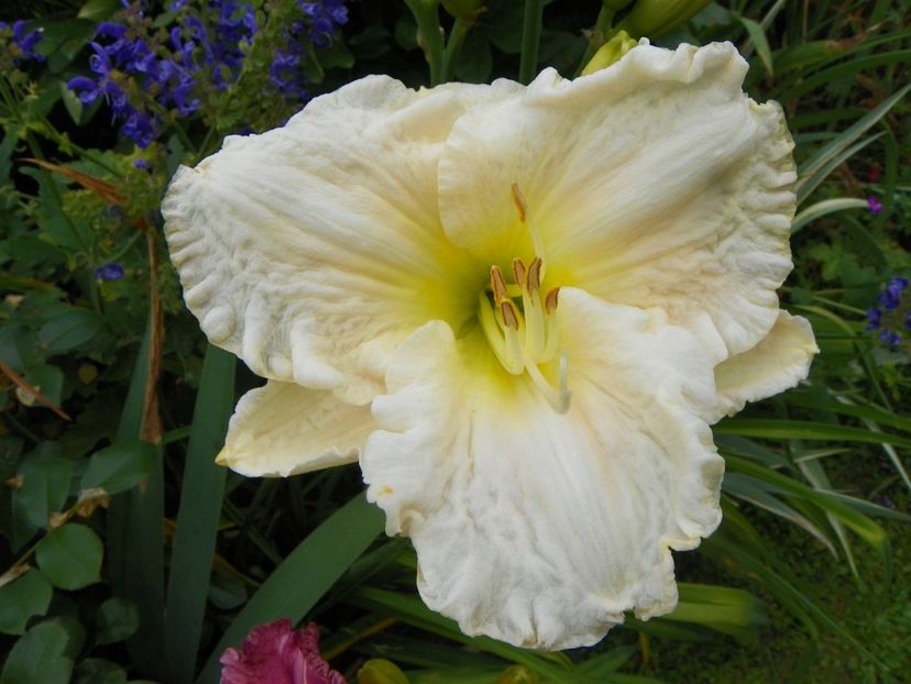 11 iul (28) - Hemerocallis 2019