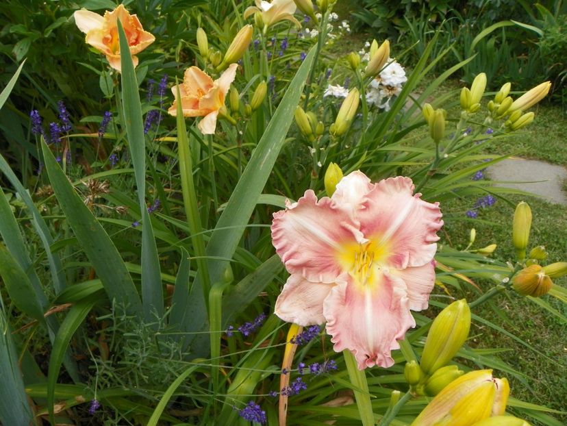 11 iul (30) - Hemerocallis 2019
