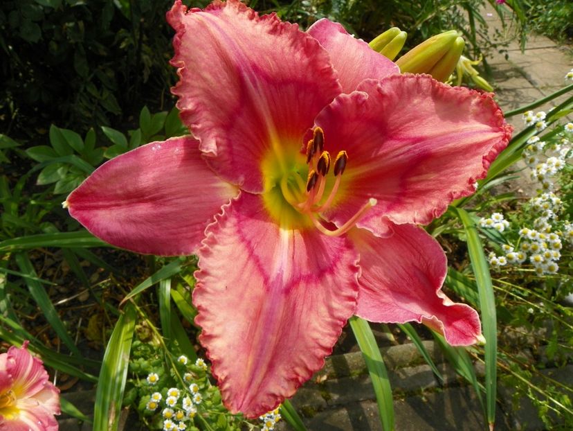 11 iul (32) - Hemerocallis 2019