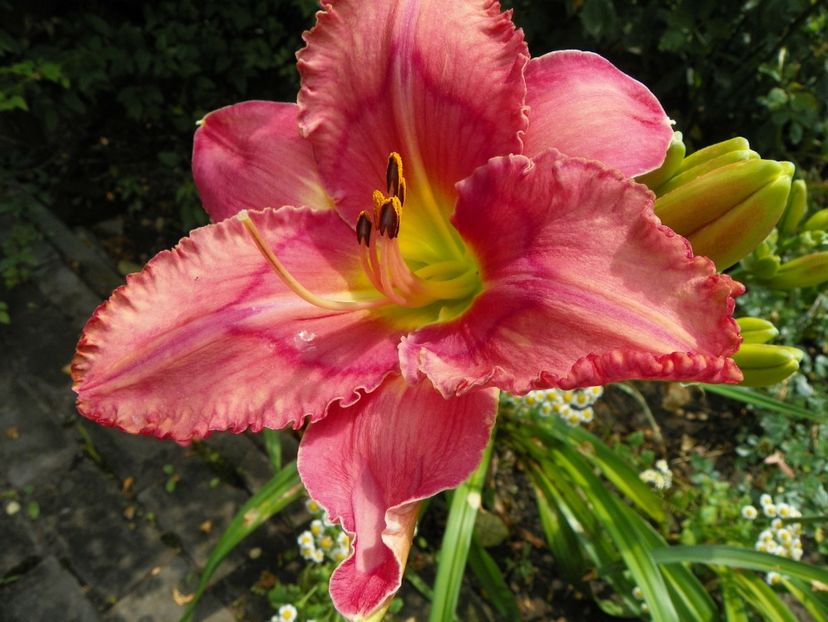 11 iul (33) - Hemerocallis 2019